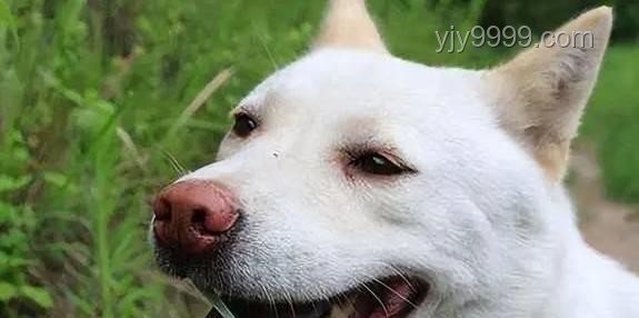 中国下司犬外网爆火：全面掌握“中国狗王”的养护秘籍