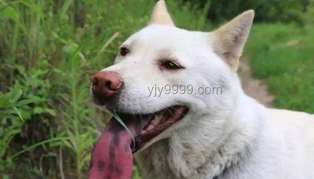 中国下司犬外网爆火：全面掌握“中国狗王”的养护秘籍